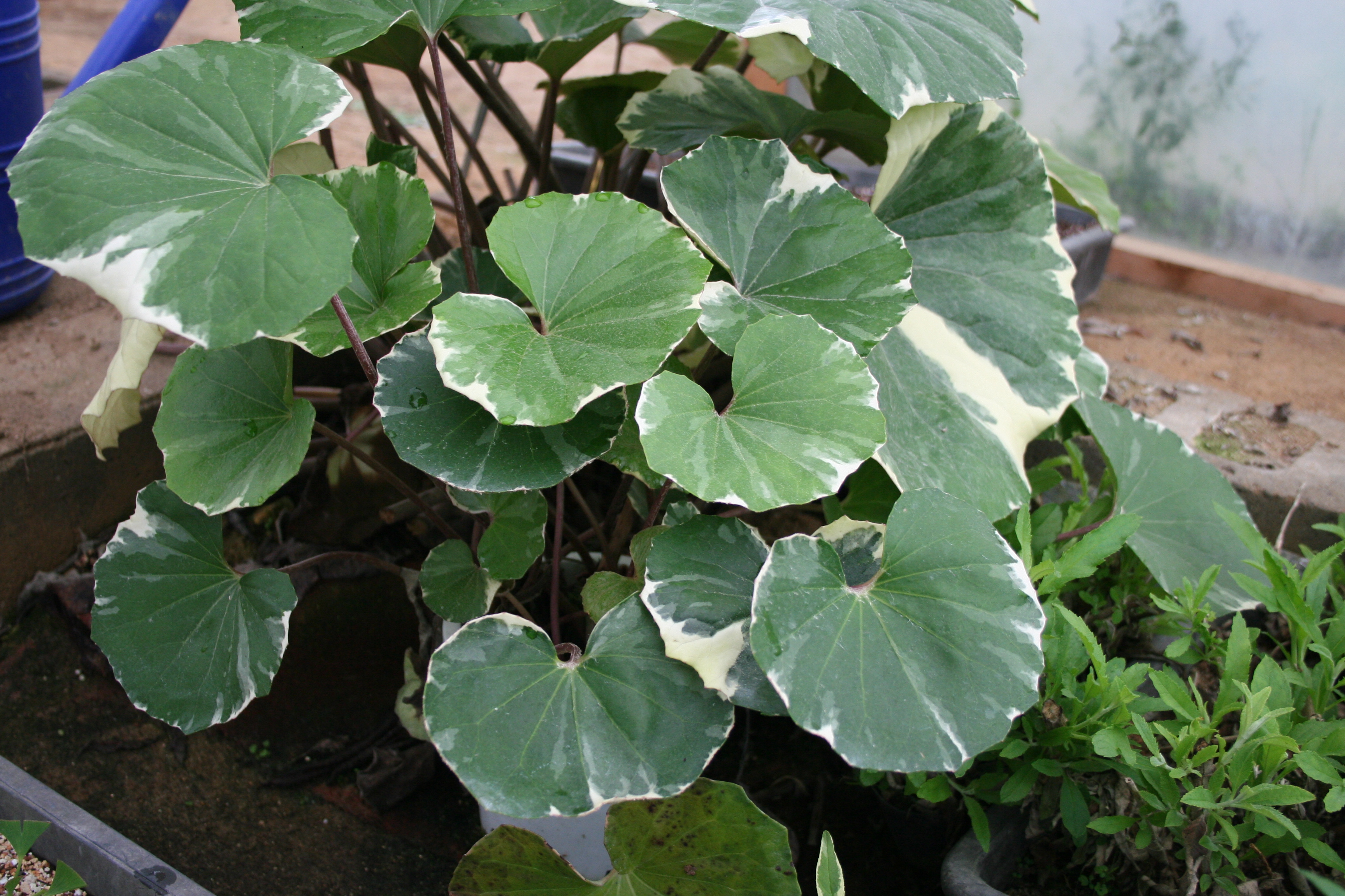 Farfugium japonicum 'Variegatum'